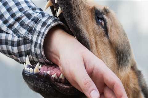 How to file a dog bite lawsuit?