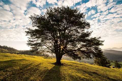 Encouraging Sustainable Tree Care Practices for Municipalities