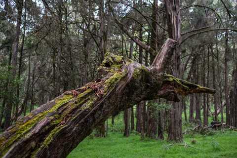 How to Safely Remove a Fallen Tree