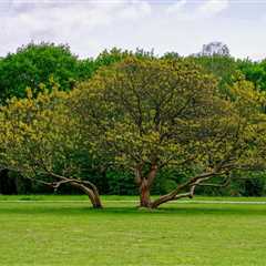 The Benefits of Using Trees for Landscaping