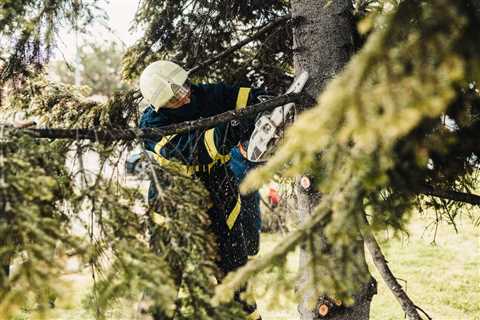 BEST PRACTICES FOR PRUNING YOUNG TREES