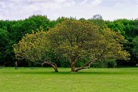 The Benefits of Using Trees for Landscaping