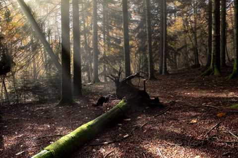 THE DANGERS OF NOT REMOVING DEAD BRANCHES FROM TREES