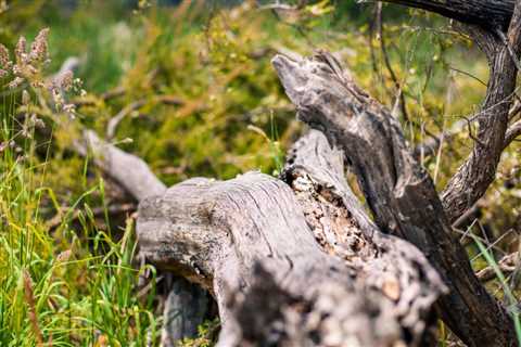 UNDERSTANDING THE DIFFERENT TYPES OF TREE DAMAGE