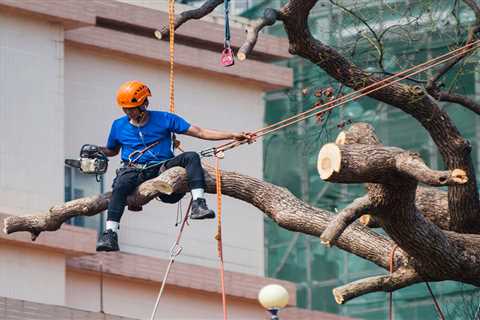 THE IMPORTANCE OF CONSULTING AN ARBORIST BEFORE TREE REMOVAL