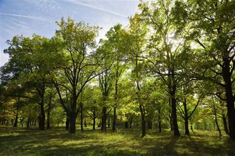 ENCOURAGING BIODIVERSITY WITH TREE PLANTING