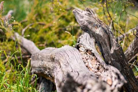 BEST PRACTICES FOR MANAGING TREE DEBRIS NEAR ROADWAYS