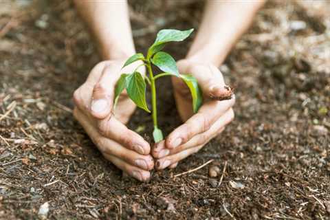 THE PROS AND CONS OF USING FERTILIZER ON TREES