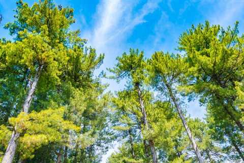 ENCOURAGING NATIVE TREE SPECIES FOR UTAH LANDSCAPES