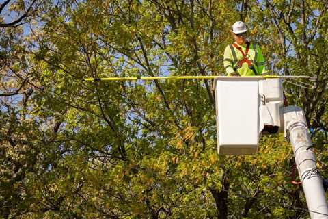 THE PROS AND CONS OF USING INSECTICIDES ON TREES