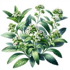 Federal Circuit Affirms Invalidity of Genus Claims to Stevia Production Method Lacking Written..