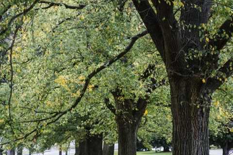 THE BENEFITS OF USING PROTECTIVE BARRIERS FOR TREES