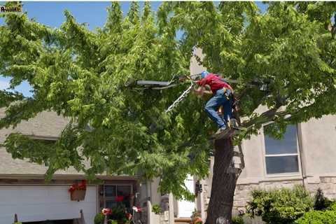 Florida Law Requiring Removal From Tree in a Mobile Home Park Who Is Responsible for Paying