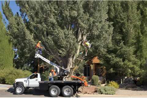 What to Know About Tree Removal?