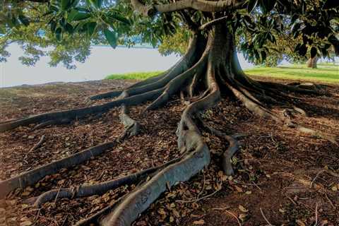 BEST PRACTICES FOR MANAGING TREE ROOT SYSTEMS