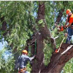 THE ENVIRONMENTAL BENEFITS OF NATURAL TREE CARE