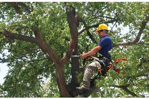 COMMON QUESTIONS ABOUT COMMERCIAL TREE SERVICES