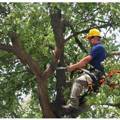 THE IMPORTANCE OF PROPERLY PRUNING TREES TO MANAGE GROWTH