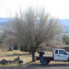 Tree Service Riverton UT 84065 Truco Services Inc