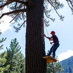 Tree Service American Fork UT 84003 Truco Services (801) 466-8044