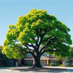 How Much You Need To Expect You’ll Pay For A Good Tree Removal Company Salt Lake City Utah