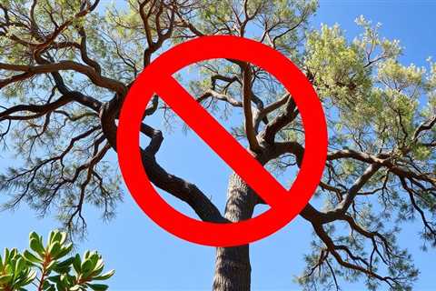 Bay Tree Removal Clearfield UT