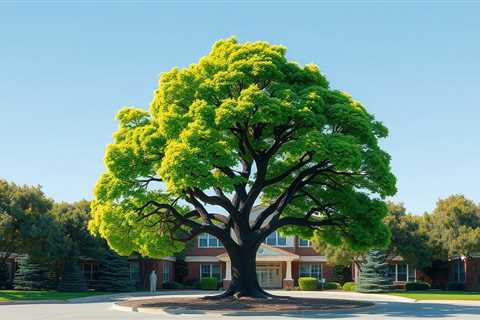 How Much You Need To Expect You’ll Pay For A Good Tree Removal Company Salt Lake City Utah
