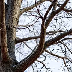 Little Known Facts About Utah Tree Removal For Widows