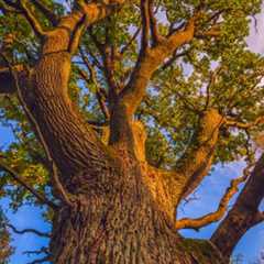 What Michigan Law Says About Tree Encroachment - Harry Steven Ellman