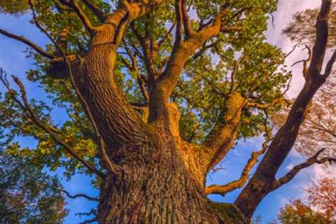 What Michigan Law Says About Tree Encroachment - Harry Steven Ellman