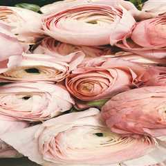 Prenuptial Agreement Advice